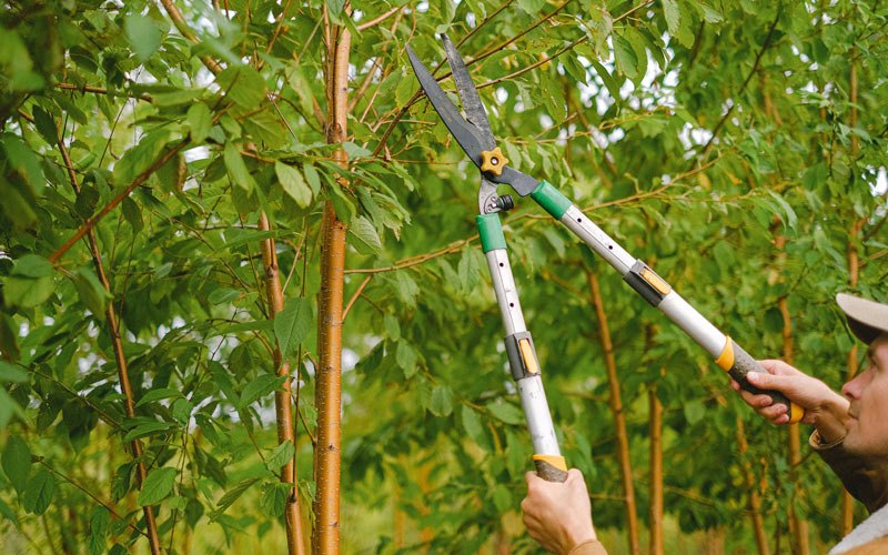 Tree trimming in Eddyville, OR